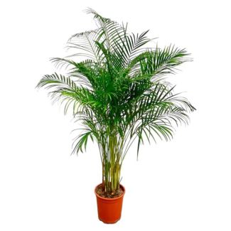 Dypsis Lutescens (Areca Palm) - 160 cm Large Houseplant - Golden Palm with Pot Size ø27 - Air-Purifying Indoor Plant
