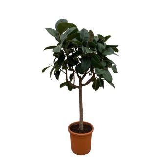 Potted Ficus Elastica Robusta Tree, 180 cm tall, ø35 pot size, Dark Green Rubber Plant