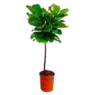 Fiddle-Leaf Fig, Ficus Lyrata, Houseplant, ø24cm, 130cm Tall