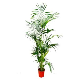 Evergreen palm Howea Forsteriana - Kentia palm - 200 cm tall - pot size ø24