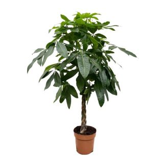 Watercacao plant - Tropical houseplant for various indoor environments, 150 cm tall, ø27 pot size