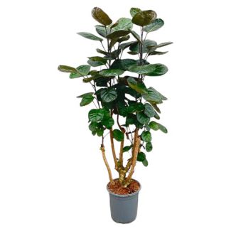 Polyscias Fabian Houseplant / Ming Aralia Houseplant, 1 meter high - ø24