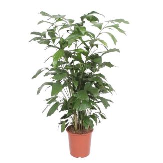 Refined Caryota mitis - peace palm as a houseplant - 140 cm tall - 27 cm pot diameter - Air-purifying