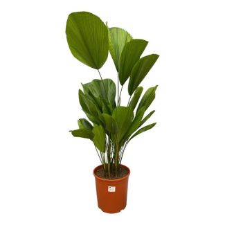 Palas Palm Licuala Grandis - 90 cm - ø27 - Tropical Room Palm