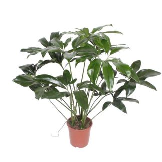 Philodendron Green Wonder half shade houseplant - 100 cm tall - ø24 - Tropical elegance