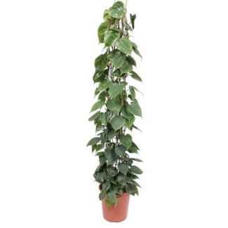 Indoor plant on trellis with heart-shaped leaves, climbing Philodendron Scandens, 160 cm tall - ø27