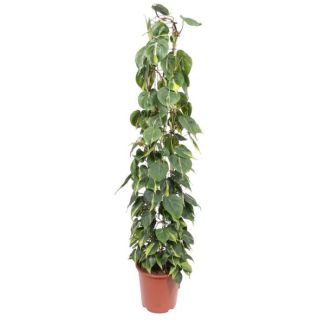 Houseplant Philodendron Scandens Brasil on trellis, 1.6 meters tall, 27 cm pot diameter