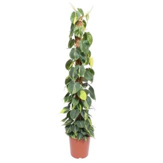 Climbing Plant Philodendron Scandens Brasil on Moss Pole - 150 cm tall, 27 cm pot diameter