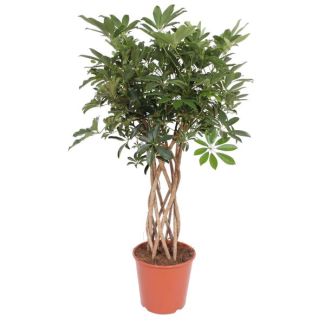 Green indoor plant Schefflera on a trunk, Finger tree for indoors, 130 cm high, Ø30cm