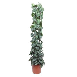 Indoor plant with contemporary charm Scindapsus Pictus Trebie trellis - 160 cm - ø27