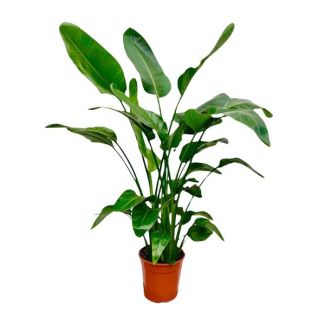 Evergreen houseplant with multiple stems Strelitzia Nicolai - 1.5 meters high - Ø21 cm