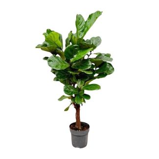 Branching variant of the houseplant Ficus Lyrata, 1.3 meters high, ø27