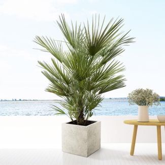 European Dwarf Palm