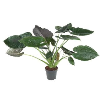 Elephant Ear Indoor (Alocasia Wentii) 120 cm - ø32 | air-purifying and tropical atmosphere