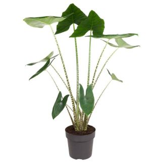 Zebra Plant Indoor | Houseplant with Zebra Pattern | Alocasia Zebrina - 130 cm tall - ø32