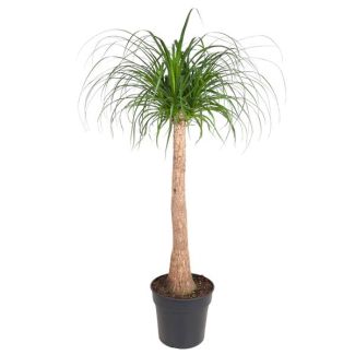 Bottle Tree (Beaucarnea trunk) houseplant shade/partial shade - 120 cm - ø32