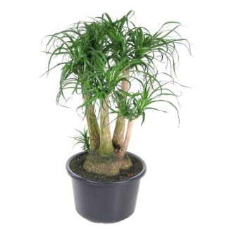 Branching Bottle Tree (Beaucarnea) - 110 cm - ø41 - Safe for pets - Broad houseplant