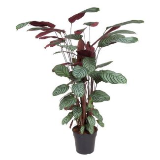 Roseopicta indoor with green pink leaves (Calathea Oppenheimiana), 130 cm high - ø27
