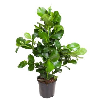 Clusia Rosea indoor | Signature tree indoor - 100 cm - ø24 cm