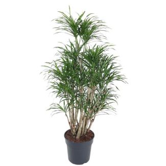 Anita Dragon Tree branched | Dark green houseplant Dracaena Anita - 160 cm high - ø34