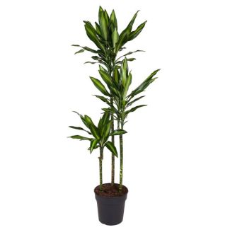 Cintho Dragon Plant / Dracaena Cintho / Half-shade Houseplant - approx. 1.6 m tall, pot size 24 cm