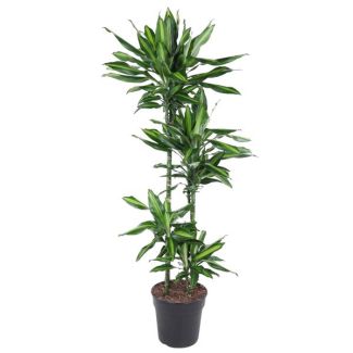 Dracaena Cintho indoor 150 cm tall - ø27 cm | Green appearance