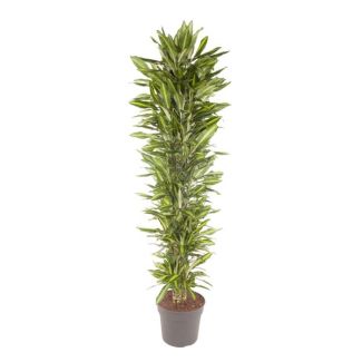 Cintho Dragon Plant Indoor Branching - Tall Houseplant with Green Appearance - approx. 2.1 meters high - ø40 cm
