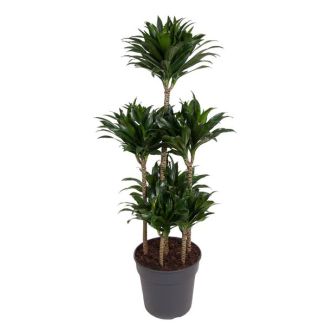 Deep green indoor plant Dracaena Compacta Carrousel - 130 cm height - ø31 - semi-shade light conditions