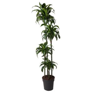Golden Dragon Plant Indoor (Dracaena Dorado) - 170 cm - ø27 cm - Partial Shade Location