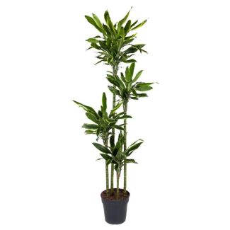Golden Coast Dracaena - approx. 1.70 m tall - pot diameter ø27 cm