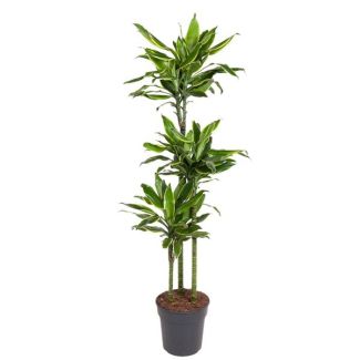 Stylish Dracaena Golden Coast 160 cm – Golden Coast Dragon Plant for Any Interior