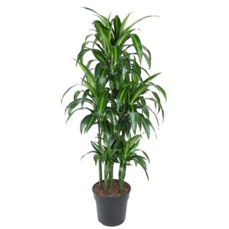 Stylish Tropical Plant - Dracaena Hawaiiana Carrousel 150 cm - ø31 cm