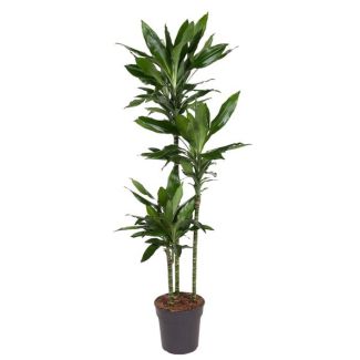 Dracaena Janet Lind - 150 cm - ø24 - The Perfect Green Addition for Any Indoor Space