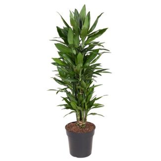 Low-Maintenance Dracaena Janet Lind - 110 cm: Bring Green and Style to Any Interior