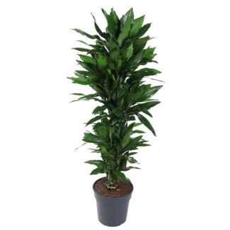 Dracaena Janet Lind - 120 cm - Stylish Indoor Plant with Deep Green Leaves