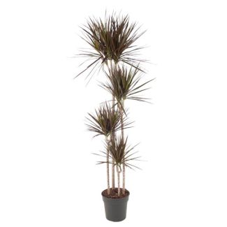 Slim Indoor Plant Dracaena Magenta with Striking Magenta-Pink Edges, 180 cm - ø27