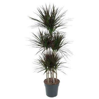 Dracaena Magenta Carousel - 150 cm High - Elegant Plant with Magenta Accents for Home Decoration