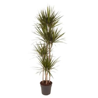 Red-Edged Dragon Tree, houseplant with red edges, 170 cm - ø27 cm
