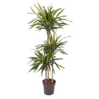 Dracaena Riki Houseplant - 140 cm - Perfect for Indoor Spaces