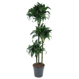 Tattooed Dragon Plant Indoor, Dark Green Eye-Catching Houseplant, 140 cm - Ø24