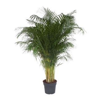 Dypsis Lutescens - 200 cm - Ø34 cm | Exotic Areca Palm / Golden Palm for Home