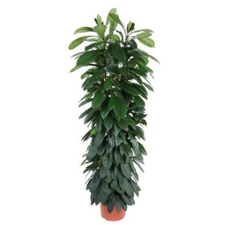 Ficus Moclame column, Fig Cyatistipula indoor - 1.5 meters high, pot diameter 29 cm