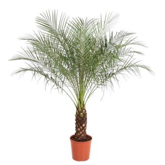 Dwarf Date Palm