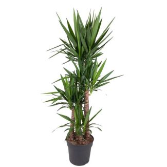 Palm Lily / Yucca Elephantipes, evergreen houseplants with thin leaves, 180 cm - ø34