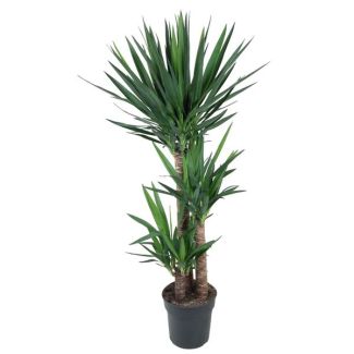 Stunning Palm Lily - palm-like indoor plant - Dark Green Yucca Elephantipes - approx. 140 cm tall - ø27