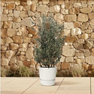 Olea Europaea shrub - 250 cm - Ø55