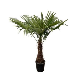 Chinese windmill palm