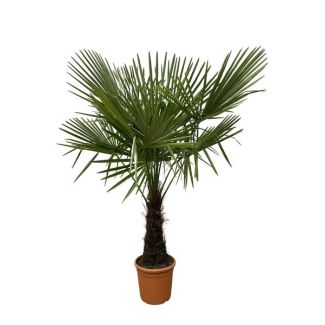 Chinese windmill palm