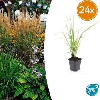 20 pieces of Calamagrostis acutiflora 'Karl Foerster' - ground cover / border plant