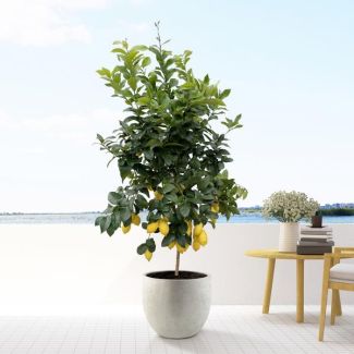 citrus tree, Citrus Lemon - 200cm - ø40 for indoor and outdoor spaces, Calamondin, 200cm - ø40